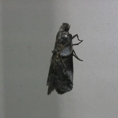 Conobathra hemichlaena