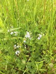 Myosotis scorpioides