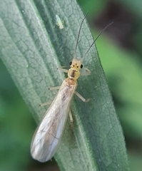 Sweltsa