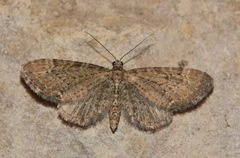 Eupithecia vulgata