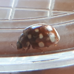 Calvia quatuordecimguttata