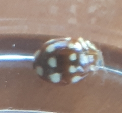 Calvia quatuordecimguttata