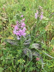 Dactylorhiza maculata