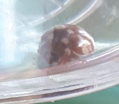 Calvia quatuordecimguttata