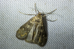 Hygraula