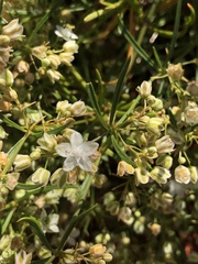 Trigastrotheca molluginea