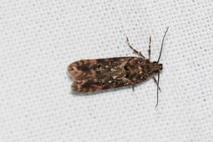 Teleiopsis diffinis