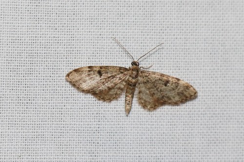 Dwarf Pug, 6874 Wolfheze, Nederland, photo 9 of 10