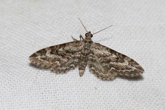 Eupithecia nanata