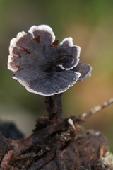 Hydnellum auratile