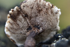 Hydnellum auratile