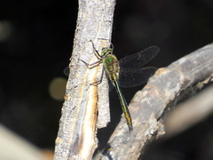 Cordulia aenea aenea