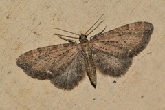 Eupithecia vulgata