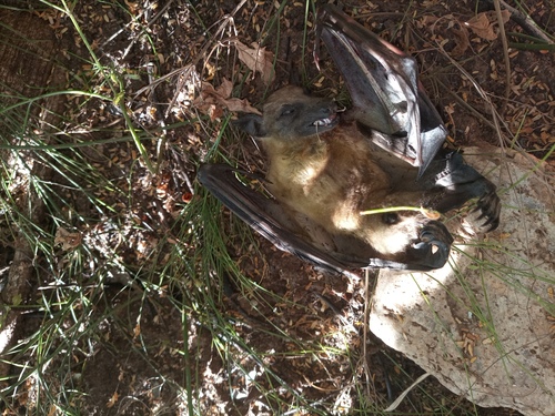 Straw-coloured Fruit Bat