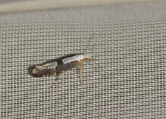 Argyresthia spinosella