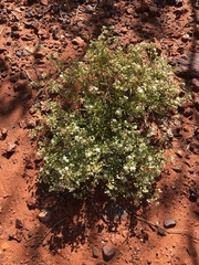 Trigastrotheca molluginea
