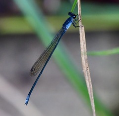 Pseudagrion pruinosum
