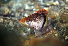 Hypoplectrodes nigroruber