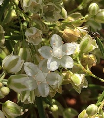 Trigastrotheca molluginea