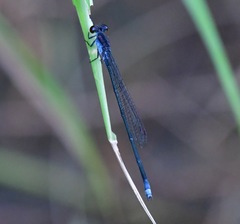 Pseudagrion pruinosum