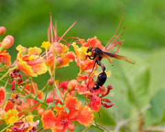 Delta pyriforme circinale