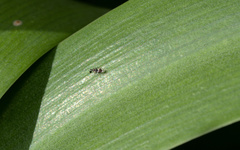 Cryptanusia