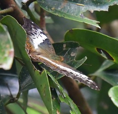 Vindula dejone erotella