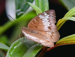 Adoliadini