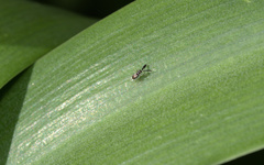 Cryptanusia