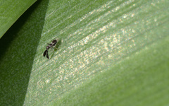 Cryptanusia