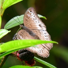 Adoliadini