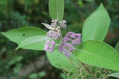 Callicarpa macrophylla
