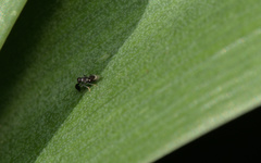 Cryptanusia