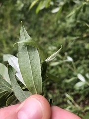 Salix alba