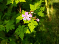 Geranium robertianum