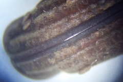 Rhinopteryx