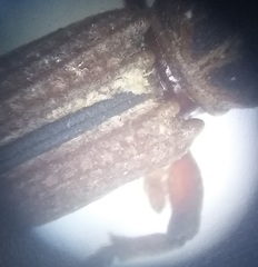 Rhinopteryx