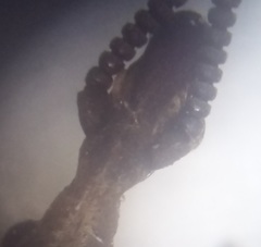 Rhinopteryx