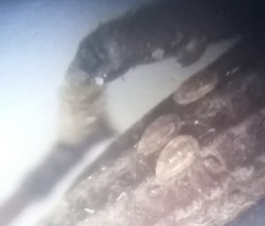 Rhinopteryx