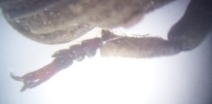 Rhinopteryx