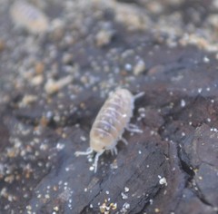 Armadillidium album