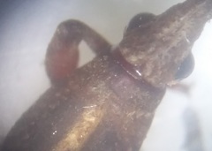 Rhinopteryx