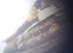 Rhinopteryx