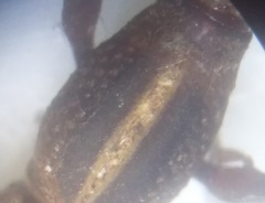 Rhinopteryx