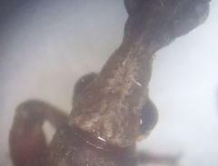 Rhinopteryx
