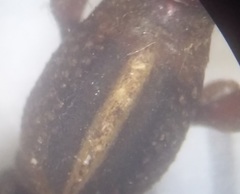 Rhinopteryx
