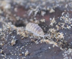 Armadillidium album