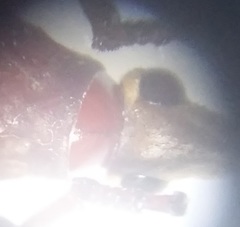 Rhinopteryx