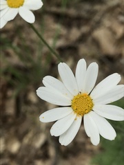 Tanacetum poteriifolium