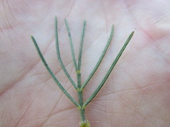 Psoralea speciosa